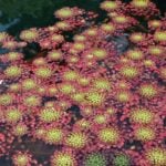 Mosaic plant many in pond with red leaves