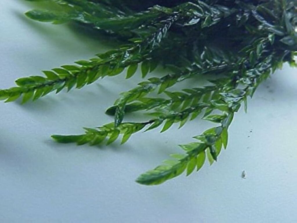 Willow moss close up on white background