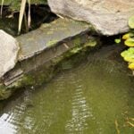 Mini willow moss growing on big rocks in pond