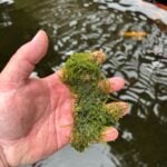 Mini willow moss on hand