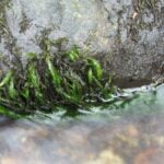 Willow moss growing on a rock partially out of water