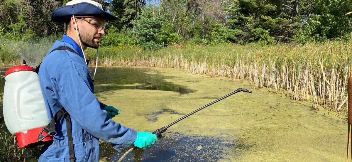 Treating a pond using a backpack spreader.