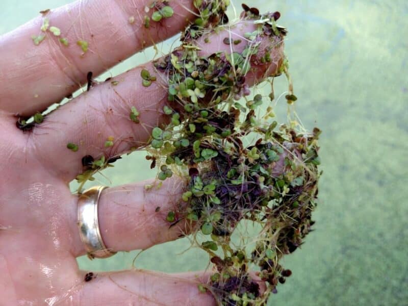 Duckweed clump on hand.