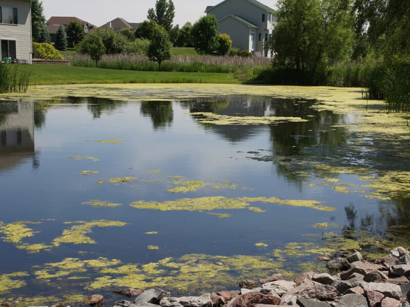 Filamentous algae on surface of still pond in neighborhood.