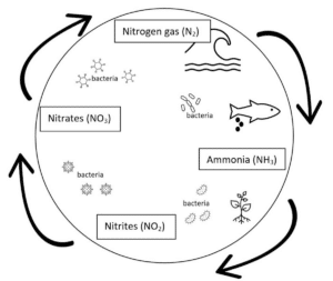 Nitrogen cycle in ponds diagram.