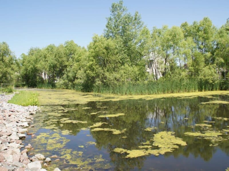 Pond with filamentous algae spread out.