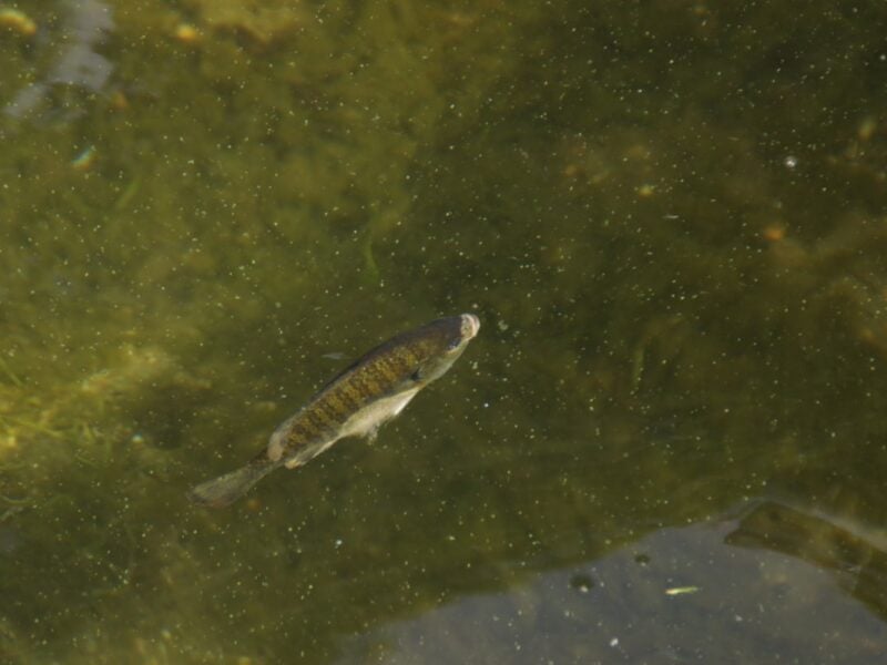 Single fish close up just below surface of water.