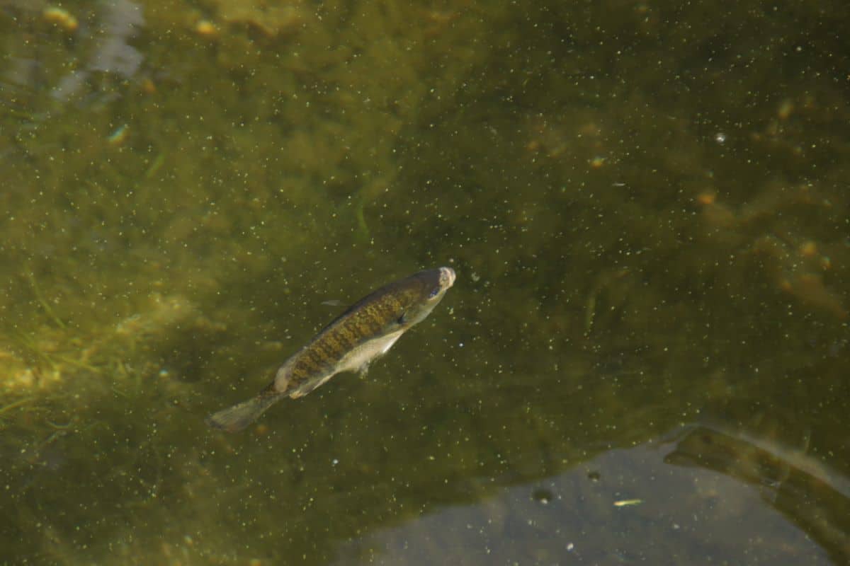 Single fish close up just below surface of water.