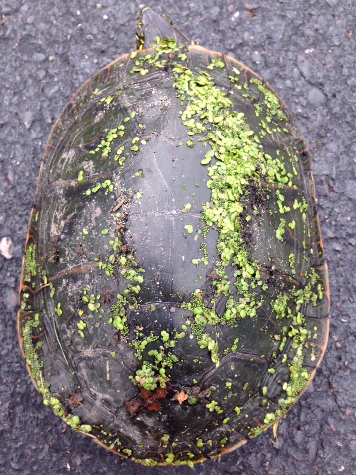 Close up of turtle with duckweed and watermeal on shell.