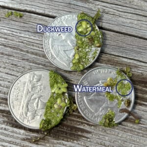 Duckweed and watermeal on quarters.