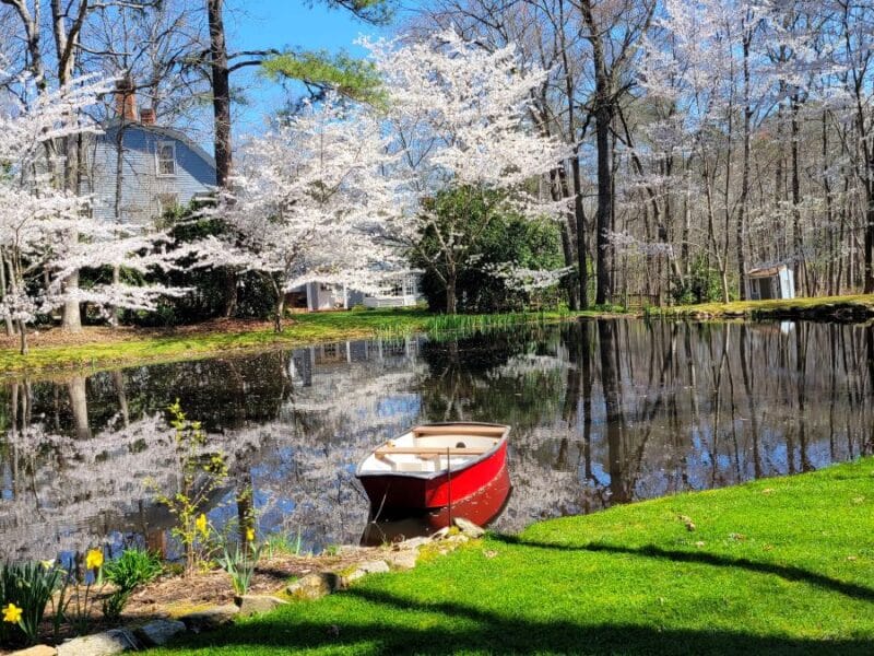 Healthy pond with boat and blooming trees.