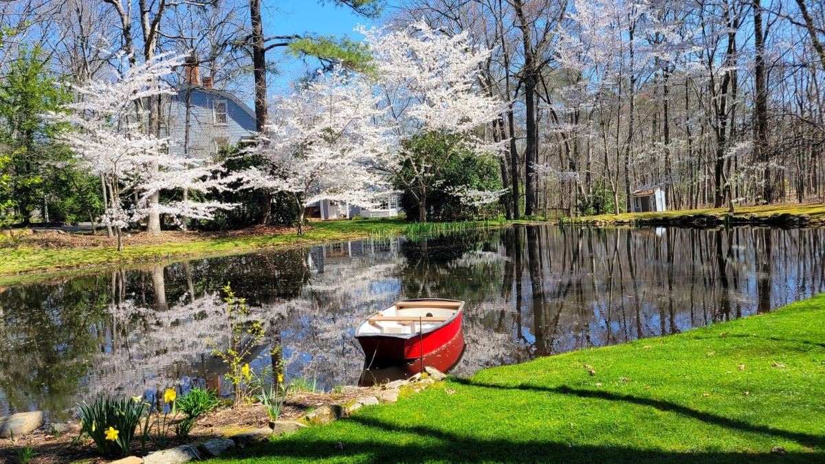 Healthy pond with boat and blooming trees.