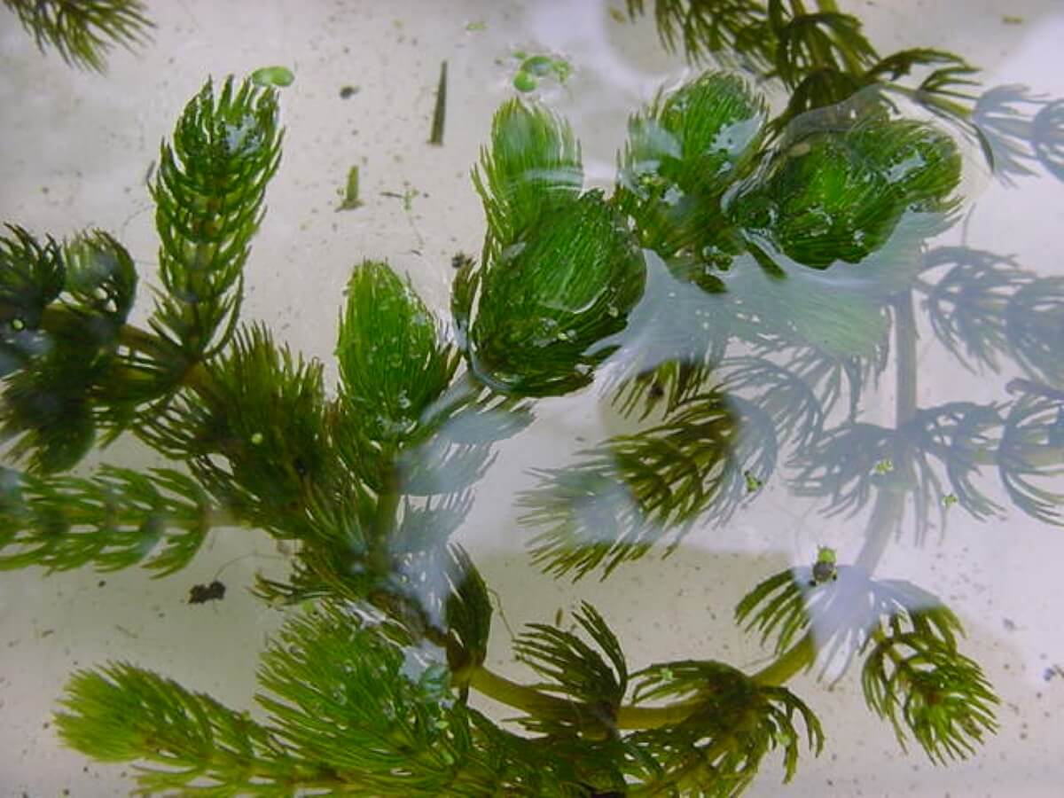 Coontail close up underwater on white background.