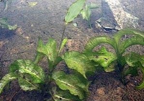 Large-Leaf Pondweed