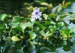 Water hyacinth bright green with flower in water
