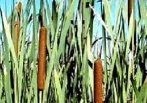 Cattails cluster close up