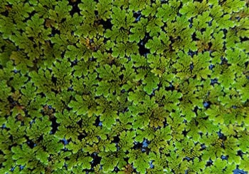 Mosquito fern in large group close up on water