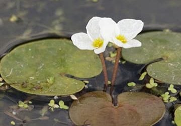 Frog bit in water with flowers