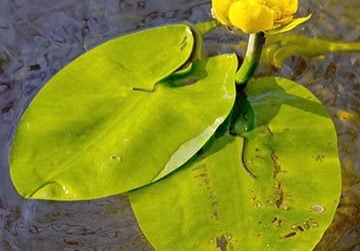 Spatterdock leaves with flower close up on water