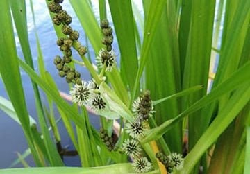 American bur reed up close with some flowers spent
