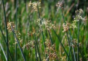 Bulrush seeds heads close up.