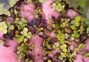 Duckweed on fingertips.