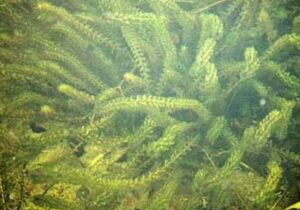 Group of elodea.