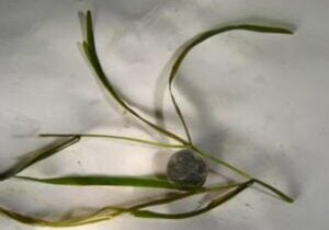 One flat stem pondweed stem with leaves and a nickel on white background.