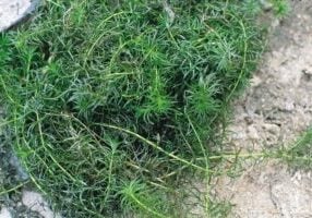 Clump of Hydrilla on rocks.