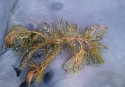 One Eurasian watermilfoil piece on tarp.