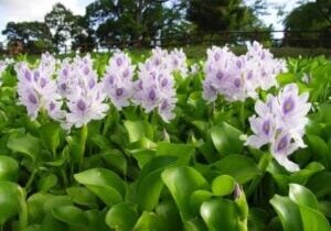 Group of water hyacinth.