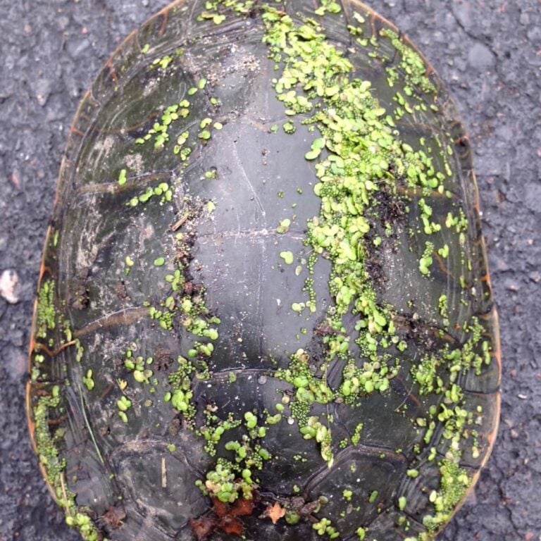 Close up of turtle with duckweed and watermeal on shell.