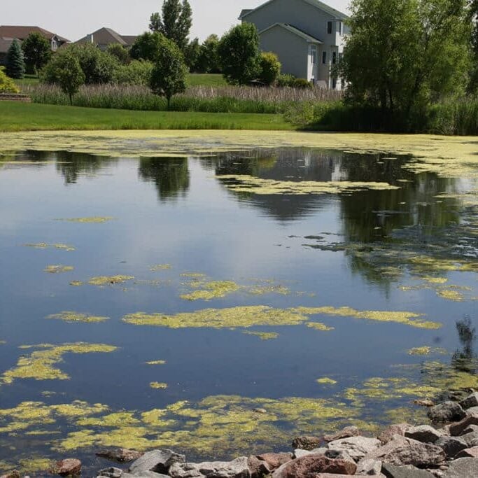 Filamentous algae on surface of still pond in neighborhood.