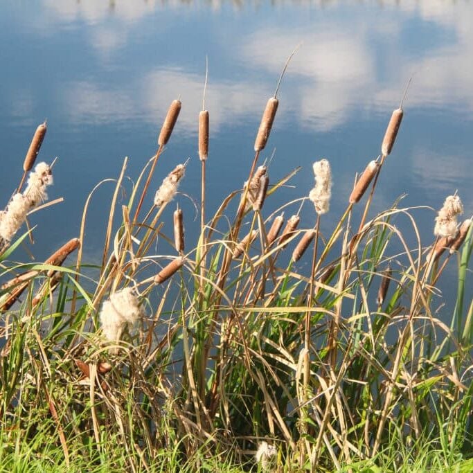 how-to-get-rid-of-cattails-in-a-pond-or-lake