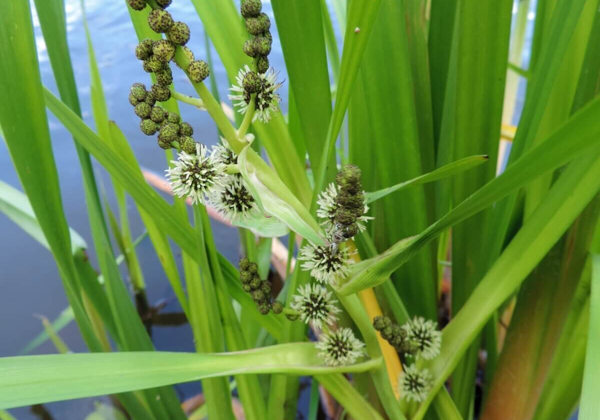 American bur reed with some flowers spent.