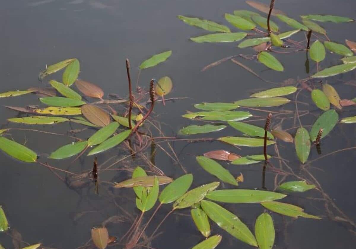 American pondweed close in small cluster.