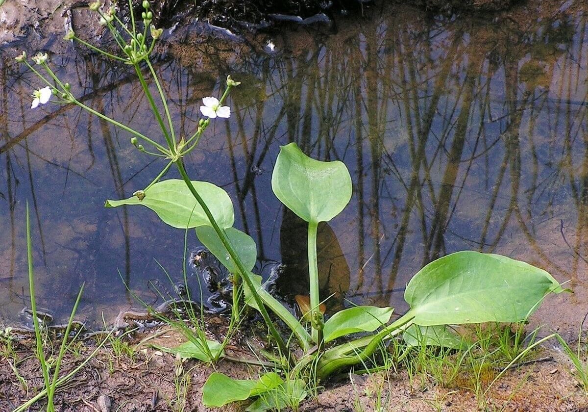 American water plantain growing at edge of pond.