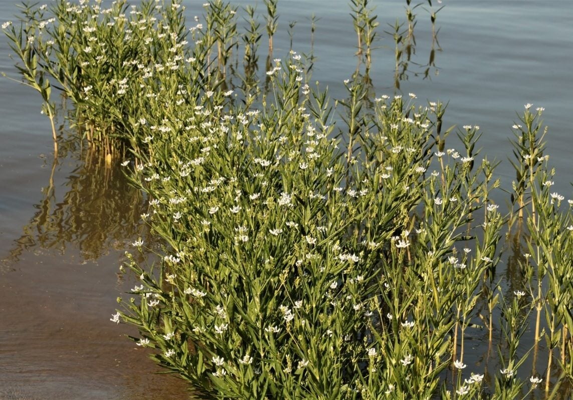 American water willow growing in a line in a lake.