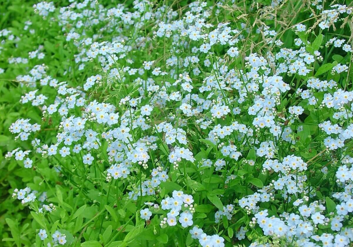 Aquatic forget me not large cluster with flowers.