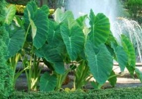 Arrowleaf elephant ear in group with fountain in background.