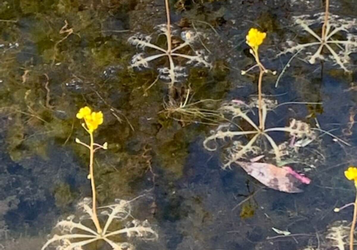 Bladderwort plants in dirty water.