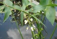 Broadleaf arrowhead group with flowers growing out of water.