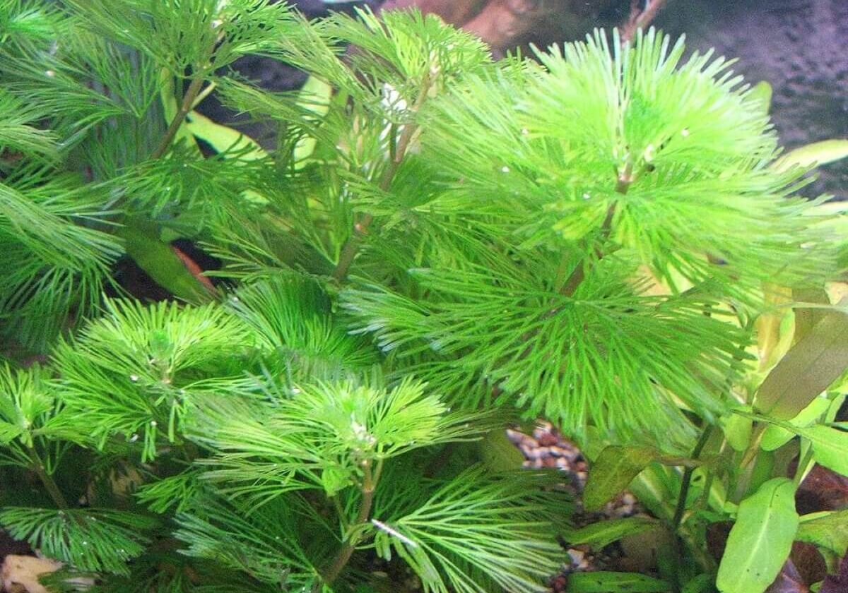 Carolina fanwort in aquarium close up.