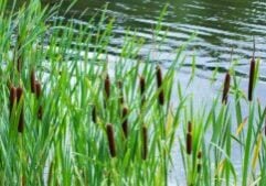 Cattails with bright green leaves at water's edge.