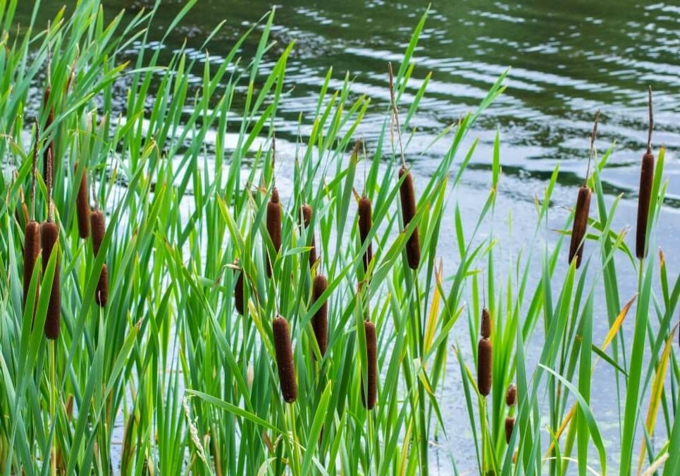 Cattails with bright green leaves at water's edge.