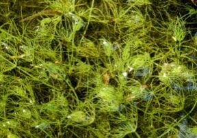 Cluster of chara algae.