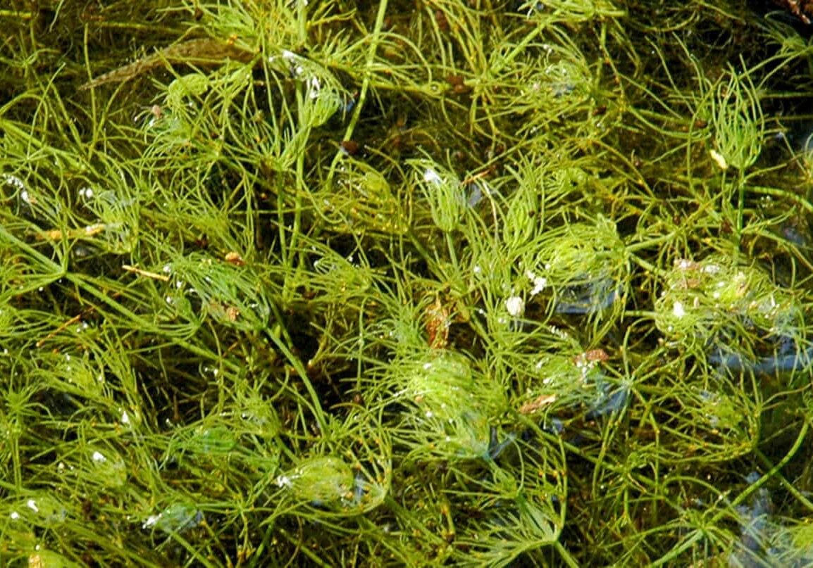 Cluster of chara algae.