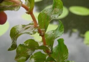 Extreme close up of clasping leaf pondweed stem and leaves.