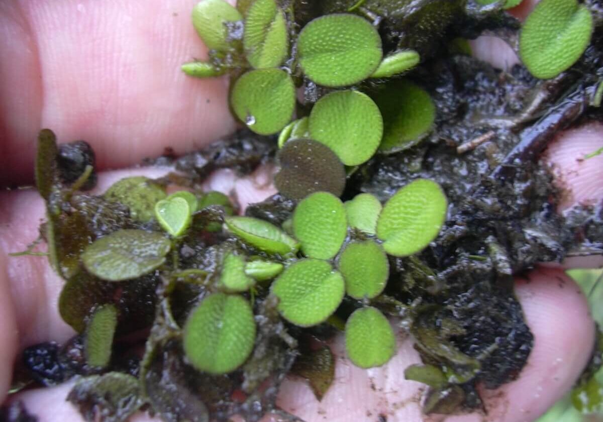 Close up of common Salvinia in hand.
