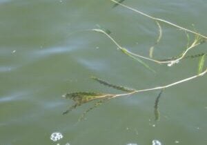 Curly leaf pondweed floating on water.